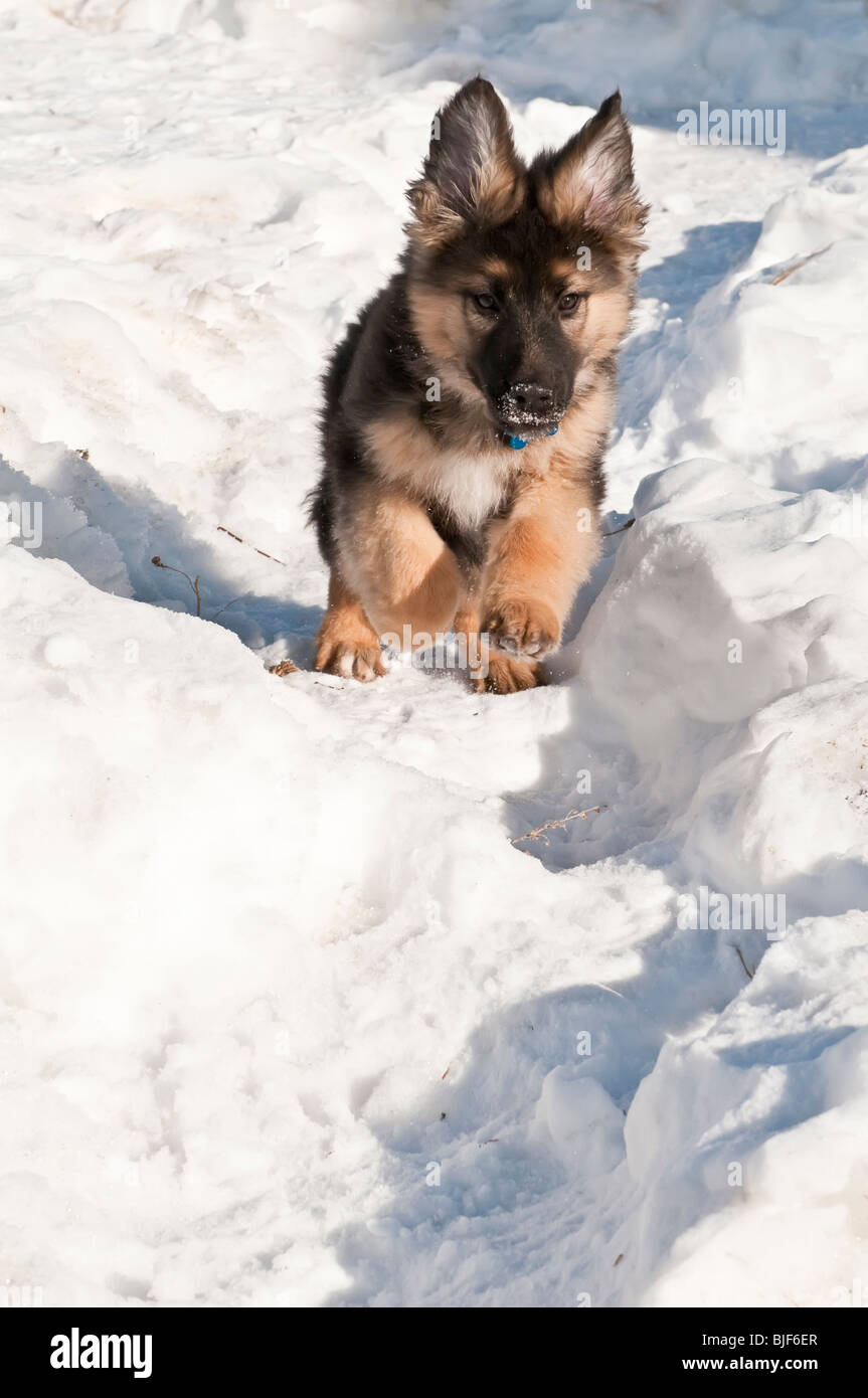 Berger Allemand, Canis lupus familiaris, chiot à poil long, de 10 semaines, la course dans la neige, Alberta, Canada Banque D'Images