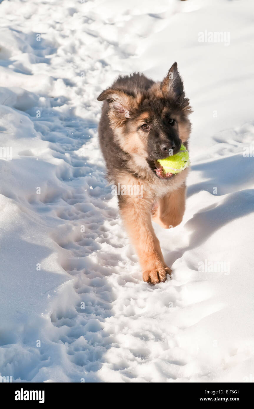 Berger Allemand, Canis lupus familiaris, poil long chiot, 13 semaines, courir dans la neige, avec balle de tennis, Alberta, Canada Banque D'Images