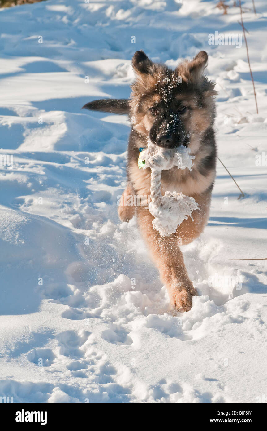 Berger Allemand, Canis lupus familiaris, poil long chiot, 13 semaines, courir dans la neige, avec corde jouet Banque D'Images