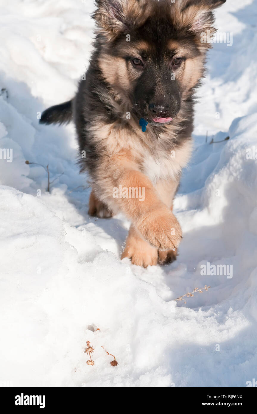 Berger Allemand, Canis lupus familiaris, poil long chiot, 10 semaines, dans la neige Banque D'Images