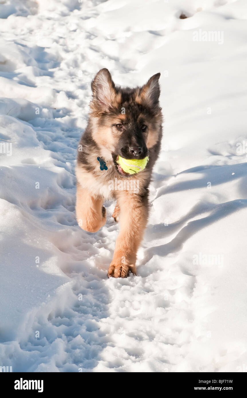 Berger Allemand, Canis lupus familiaris, poil long chiot, 13 semaines, courir dans la neige, avec balle de tennis Banque D'Images