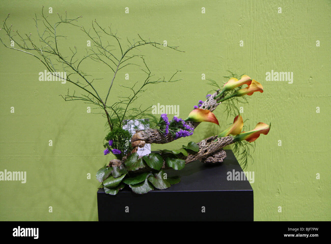 Fleurs plantes naturelles de fond vert Banque D'Images