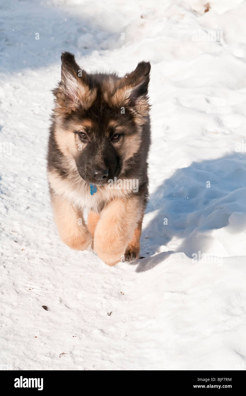 Berger Allemand, Canis lupus familiaris, chiot à poil long, de 10 semaines, la course dans la neige Banque D'Images
