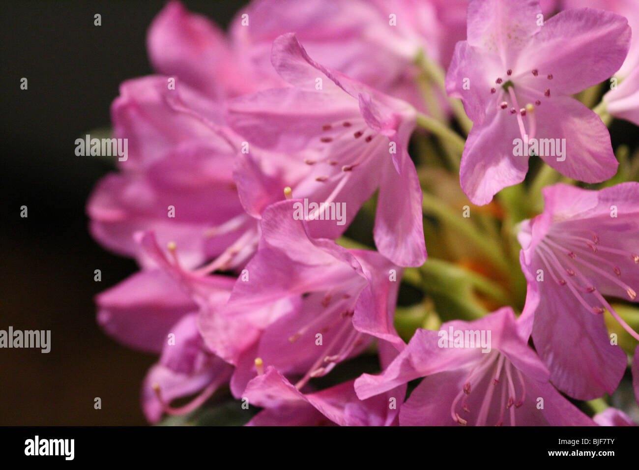 Canada événement bloom jardin fleuri rhododendron show Banque D'Images