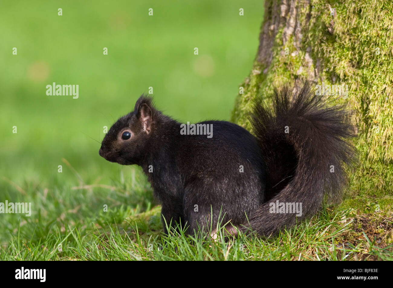 L'Écureuil gris (Sciurus carolinensis) phase noir Banque D'Images