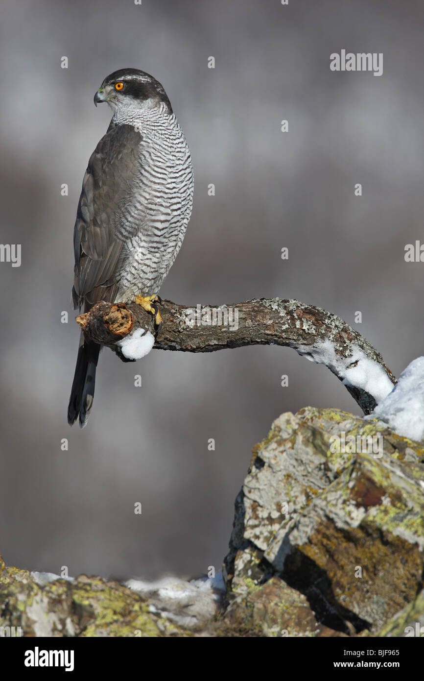 Posée sur un Autour des palombes Accipiter gentilis, direction générale, Habicht, Havik, Balkan Central National Park Banque D'Images