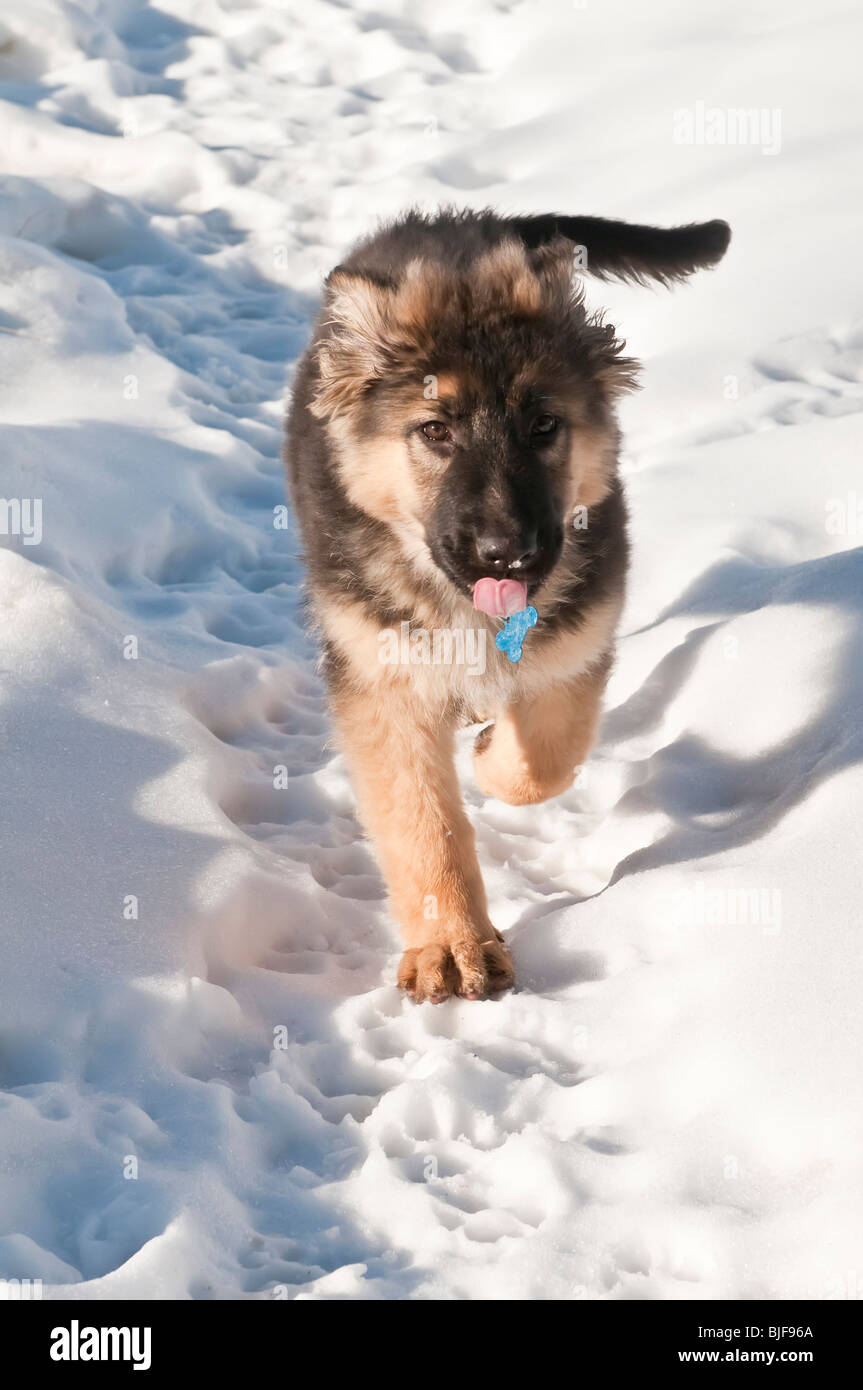 Berger Allemand, Canis lupus familiaris, poil long chiot, 13 semaines, courir dans la neige, Alberta, Canada Banque D'Images