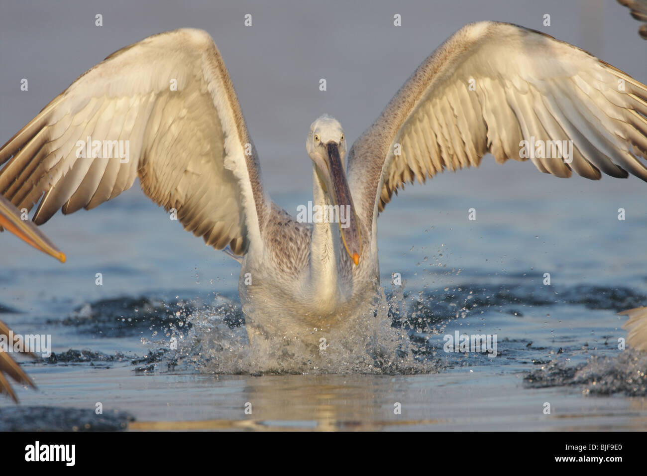 Pélican frisé, Pelecanus crispus, jeune oiseau descendre sur le lac Banque D'Images