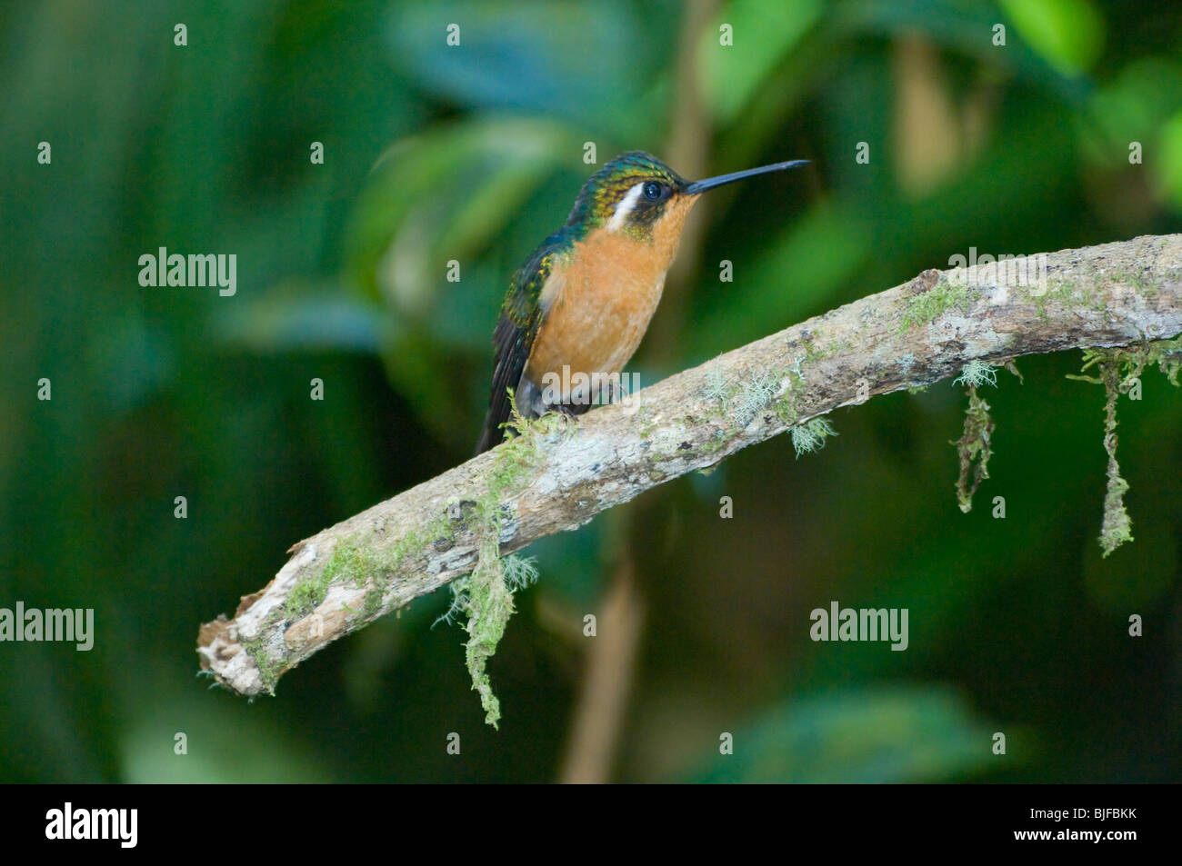 Castaneovent White-Throated Mountaingem femelle Lampornis Panama Banque D'Images