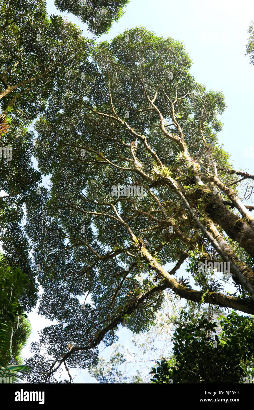 L'ouverture de la canopée Canopy Parque Nacional La Amistad Panama Banque D'Images