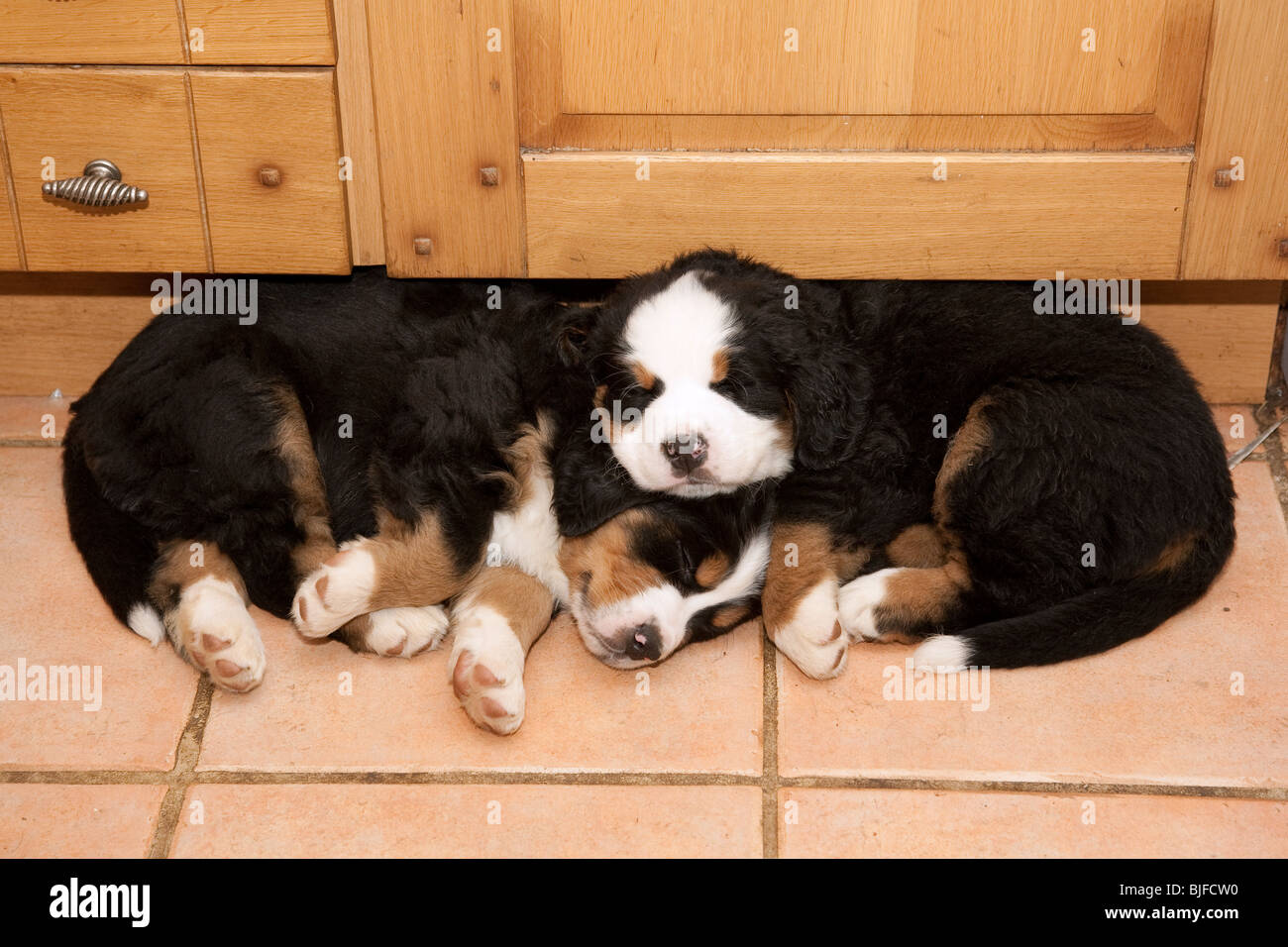 Dormir 6 semaines chiots Bouvier Bernois. Banque D'Images