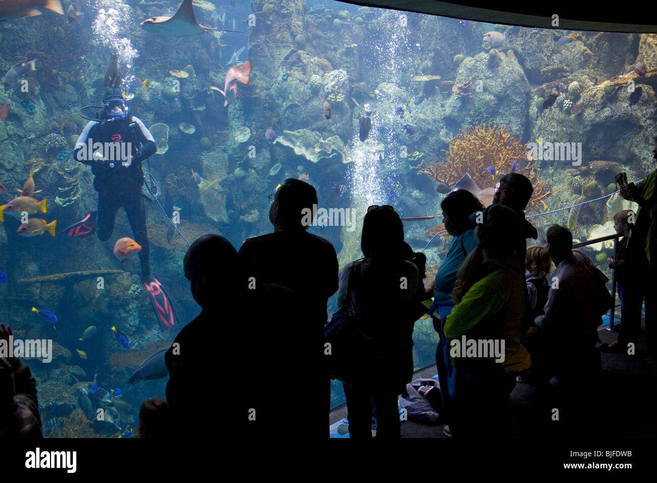 Galerie du Pacifique tropical, l'Aquarium du Pacifique, Long Beach, Los Angeles County, Californie, USA Banque D'Images