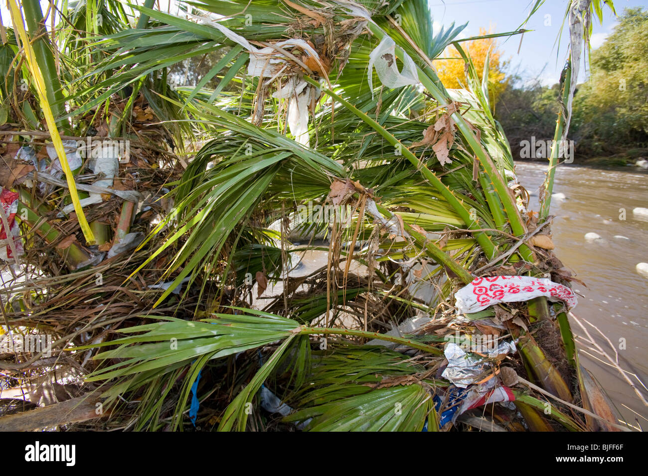 Des sacs en plastique et autres déchets se font prendre et s'accumuler dans les arbres et arbustes le long de la Los Angeles River. Los Angeles, Californie Banque D'Images