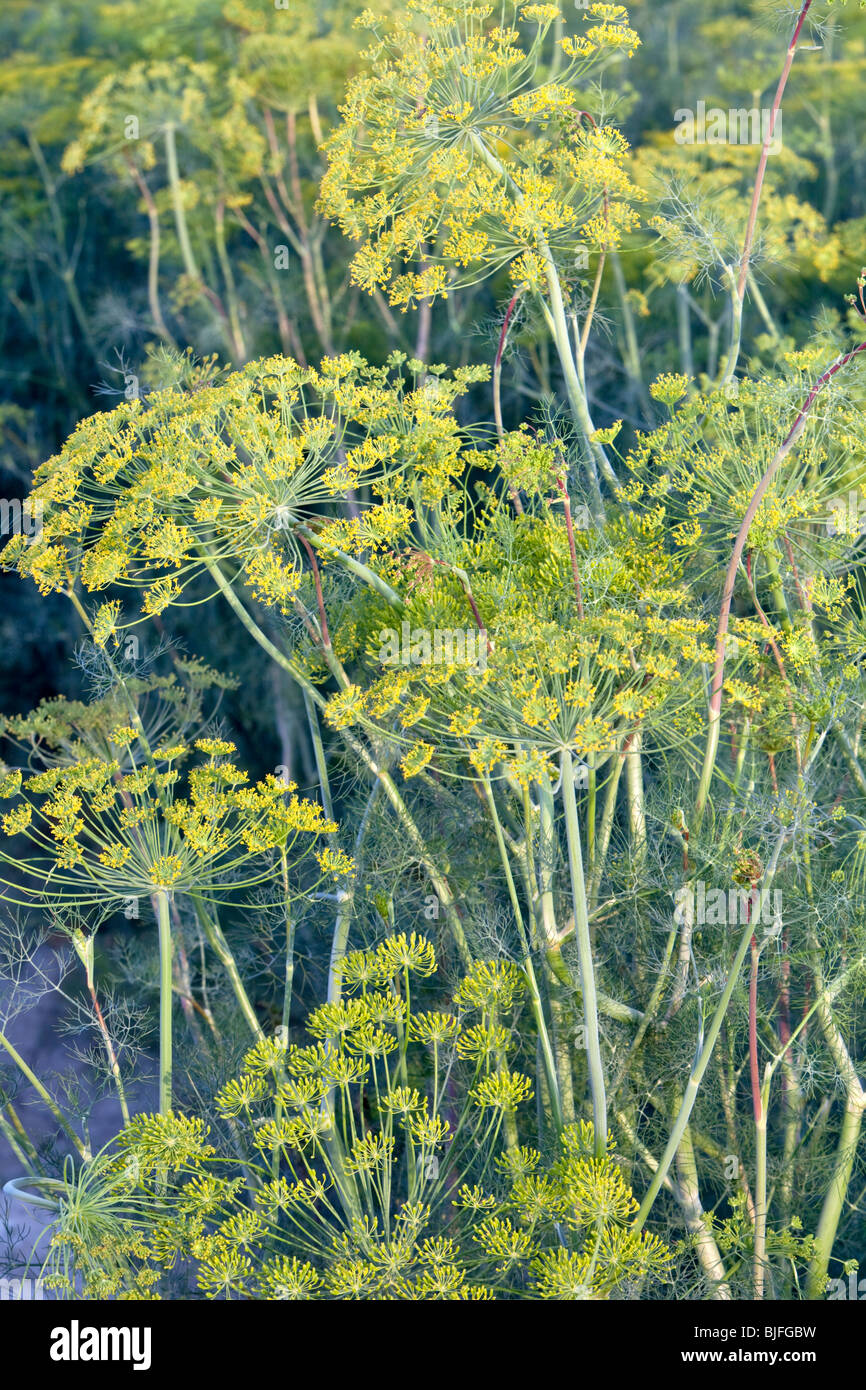 Aneth Anethum graveolens 'floraison' dans le champ. Banque D'Images