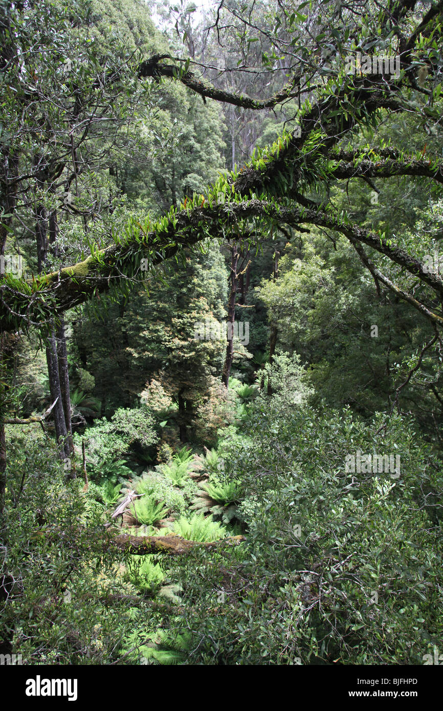 Forêt pluviale tempérée-Otway Ranges-Victoria-Australie Banque D'Images