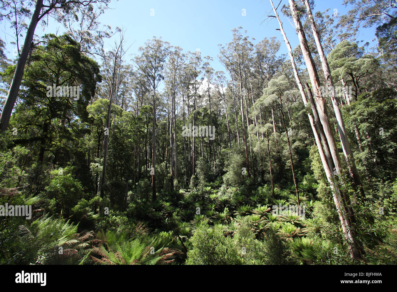 Forêt pluviale tempérée-Otway Ranges-Victoria-Australie Banque D'Images