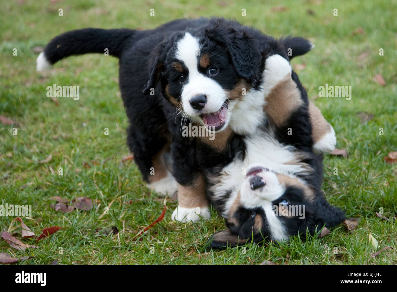 Jouer 6 semaines chiots Bouvier Bernois. Banque D'Images