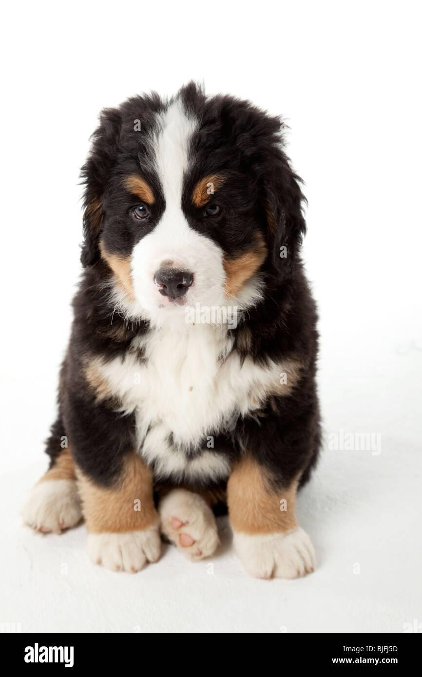 7 semaines chiot Banque D'Images