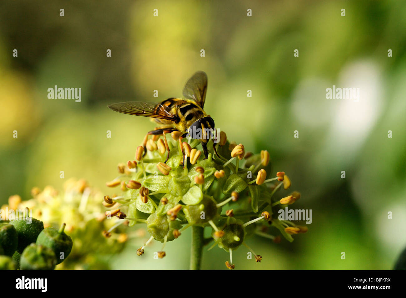 Hoverfly Syrphidae ( Lapetia ) equestris sur Fleurs de lierre Banque D'Images