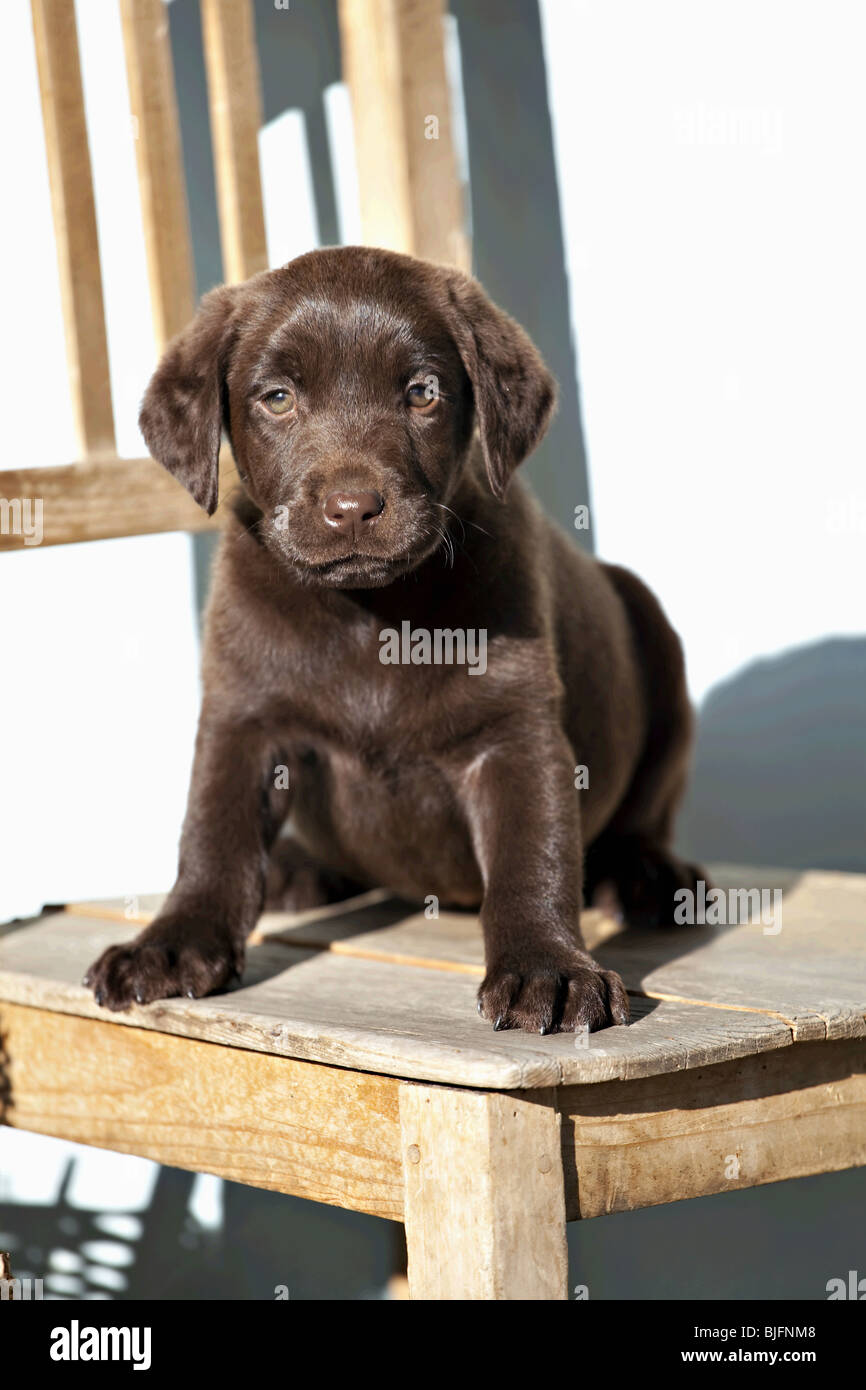 Chiot Labrador Retriever chocolat on chair Banque D'Images
