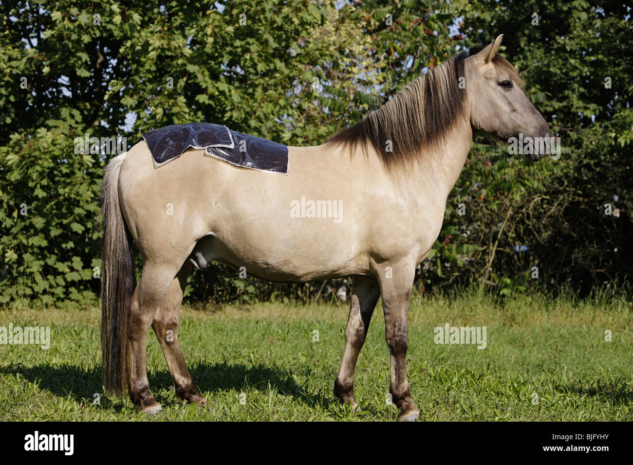cheval avec un sac de tourbe son dos Banque D'Images