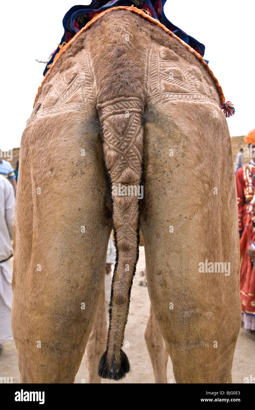 Chameau décoré de la queue. Jaisalmer. Le Rajasthan. L'Inde Banque D'Images