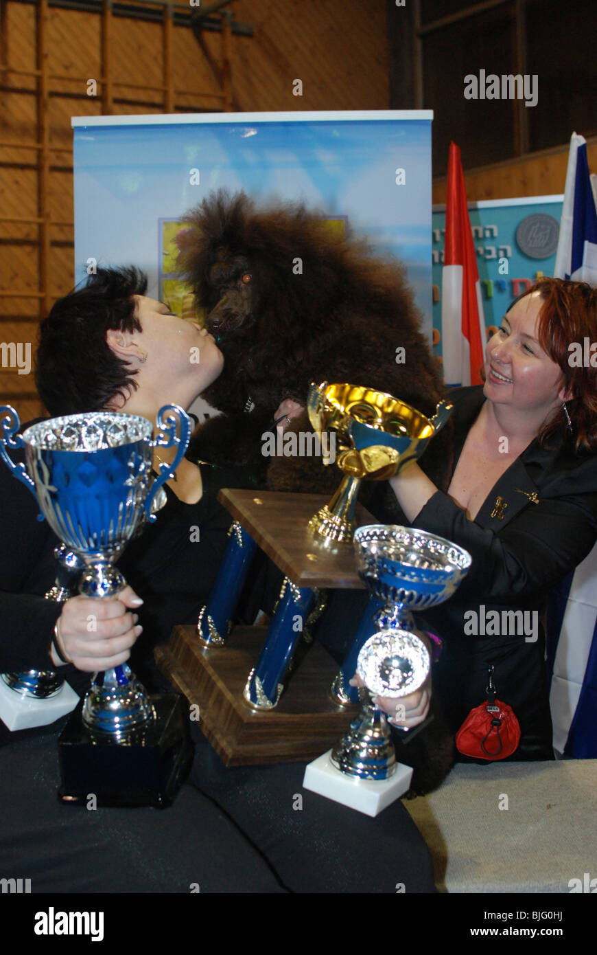 Café - chiot caniche miniature brun avec les trophées qu'il a gagné à l'international dog show Banque D'Images