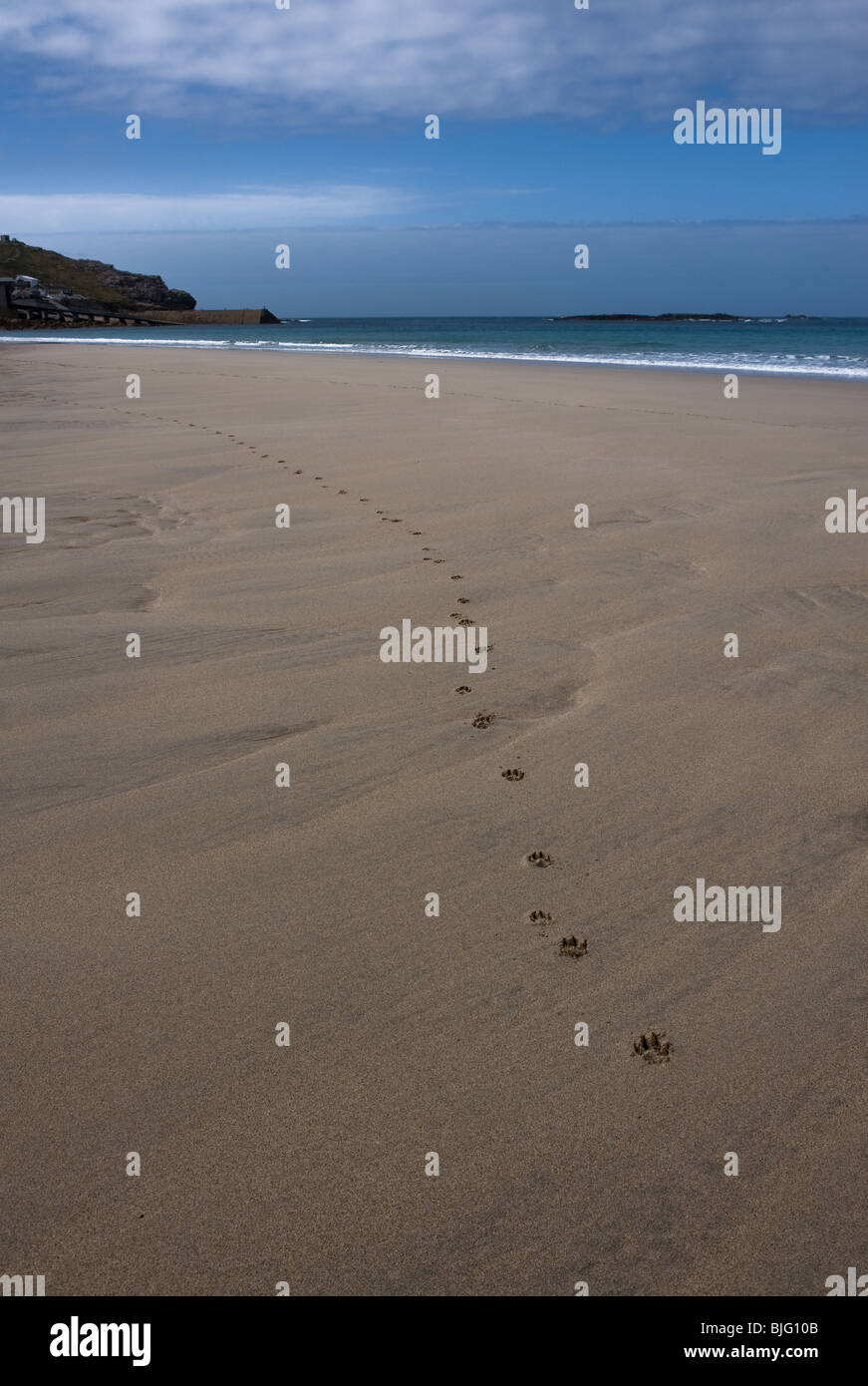 Empreintes d'un chien sur le sable à la plage de Sennen à Cornwall. Banque D'Images