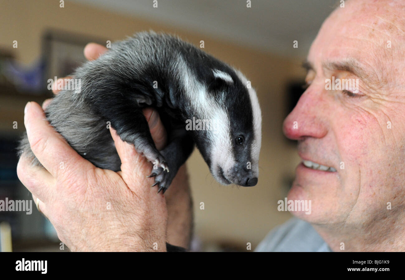 Roger Musselle avec un blaireau cub à son Animal Rescue center à Woodingdean Brighton UK Banque D'Images