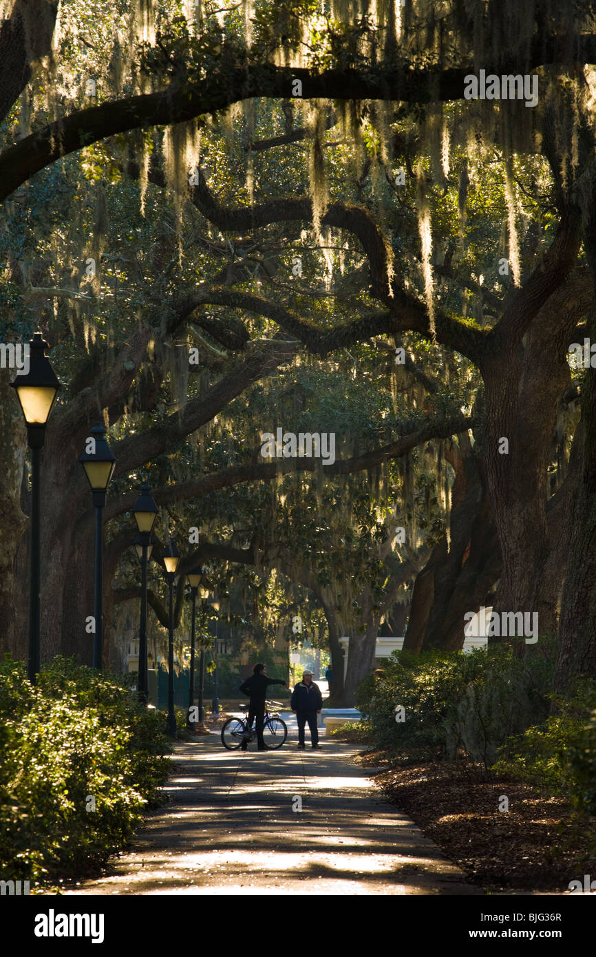 Live Oaks et mousse espagnole à Forsyth Park à Savannah, Géorgie Banque D'Images