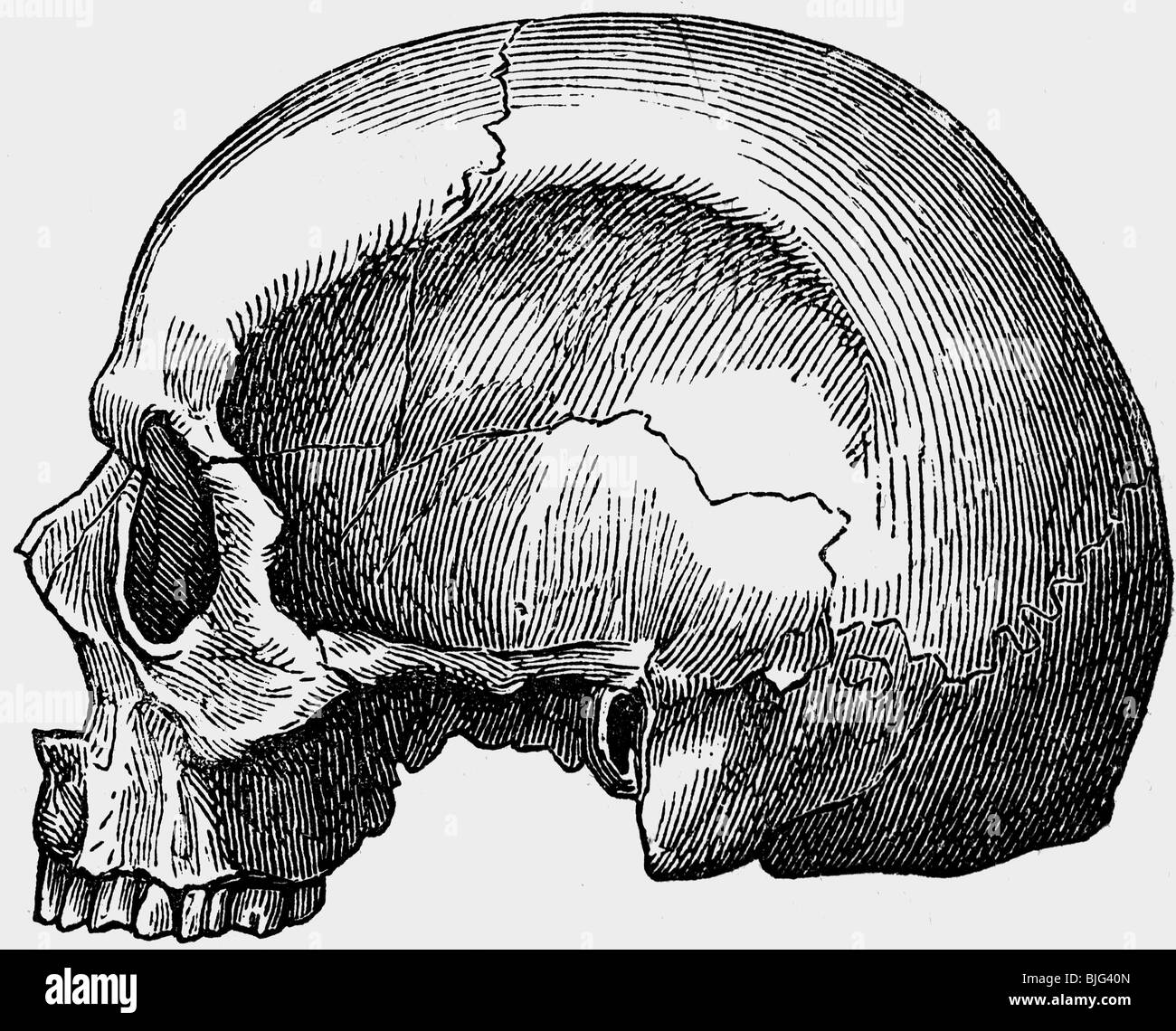 Médecine, anatomie, crâne d'un ancien homme romain, illustration, gravure en bois, vers 1870, Banque D'Images