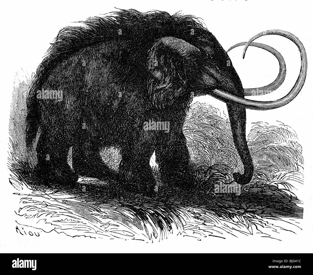 préhistoire, animaux, mammouth, illustration, gravure en bois, vers 1870, Banque D'Images