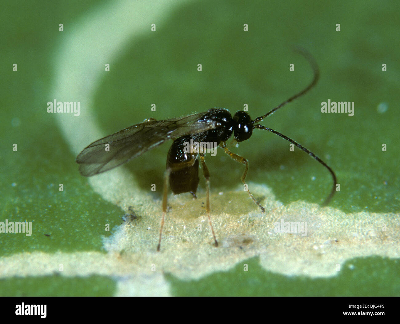 Guêpe parasite (Dacnusa sibirica) qui pond des œufs dans une larve de feuilles dans une mine de feuilles Banque D'Images