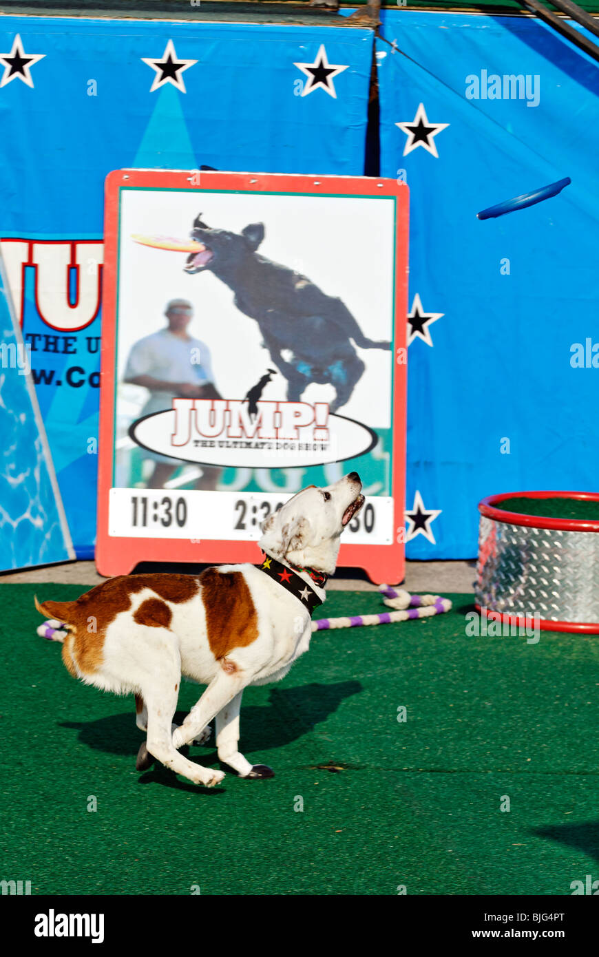 Démonstration de course de chiens formés pour attraper le disque volant à 2009 Kentucky State Fair à Louisville (Kentucky) Banque D'Images