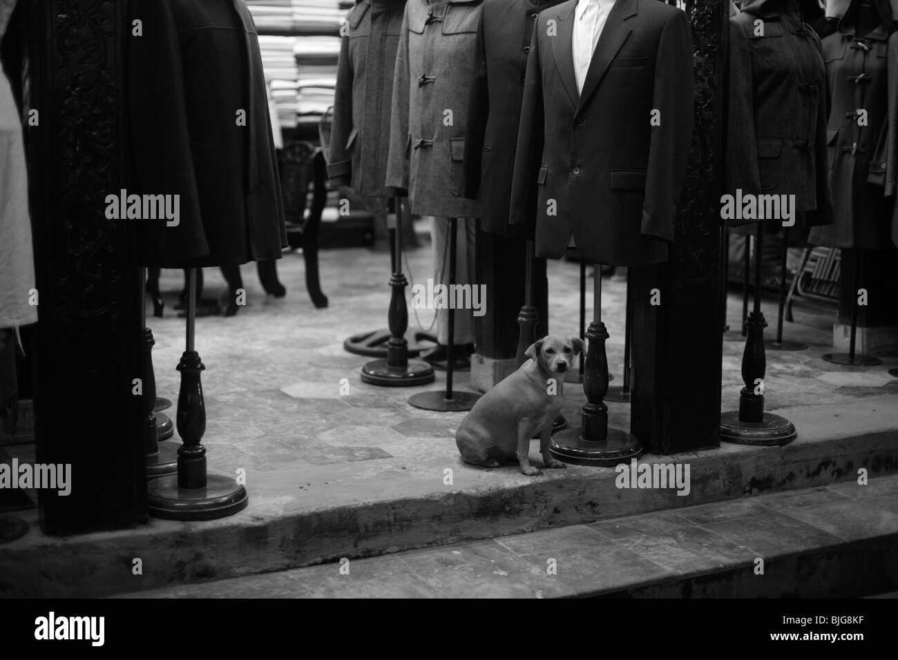 Un chien se trouve dans un magasin de confection à Hoi An, Vietnam Banque D'Images