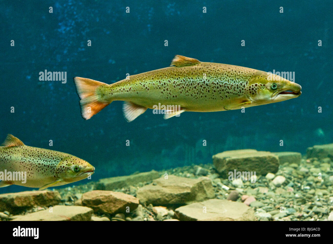 Le saumon de l'Atlantique Nouveau-brunswick, Musée à Doaktown. Le saumon de la natation dans l'aquarium de poissons. Rivière Miramichi. Banque D'Images