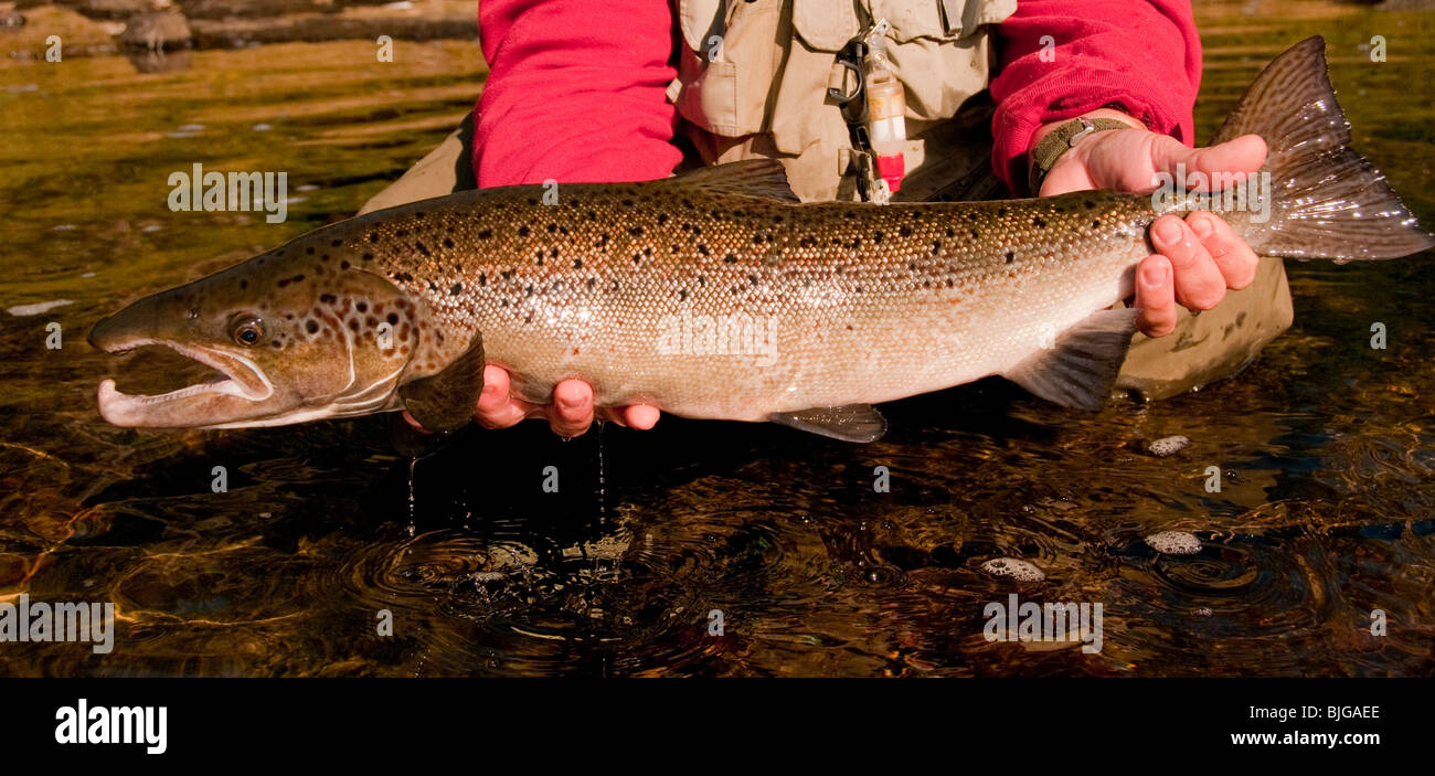 Nouveaubrunswick, marin pêcheur déchargeant du saumon atlantique sur