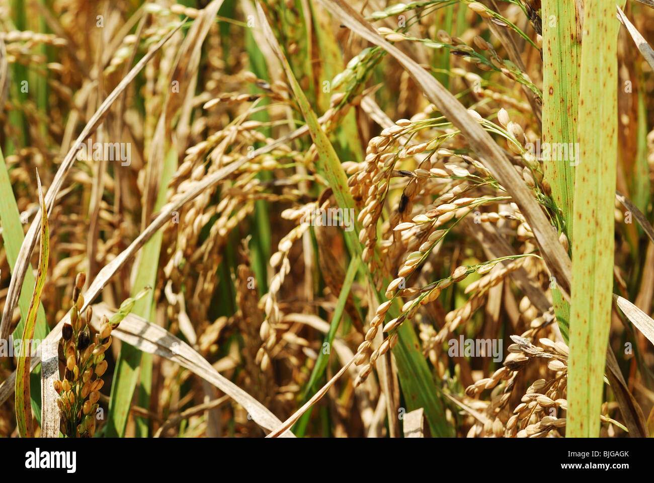 Ferme de riz Banque D'Images