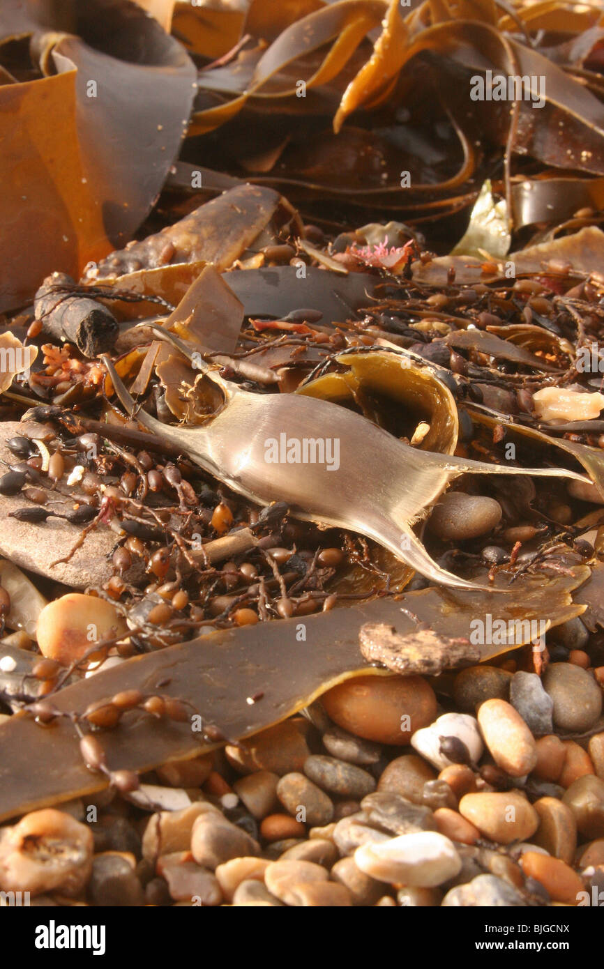 Sac à main,sirènes skateray eggcase,spotted ray,Raja montagui,sur,rivage Worbarrow bay,dorset,décembre 2007. Banque D'Images