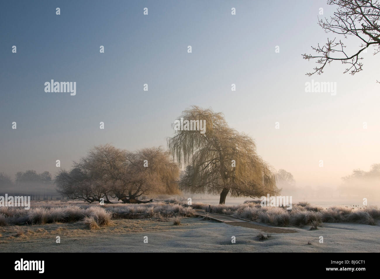 Lever du soleil à travers les arbres sur misty Étang Heron, Bushy Park, Londres. Banque D'Images