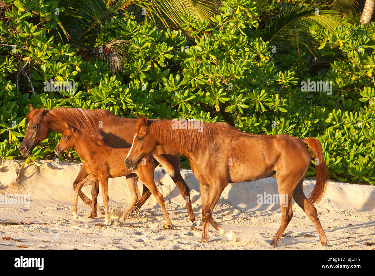 Deux chevaux arabes poulain walking Banque D'Images