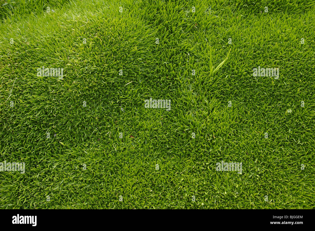 Green grass texture background dans le jardin de Linné. Banque D'Images