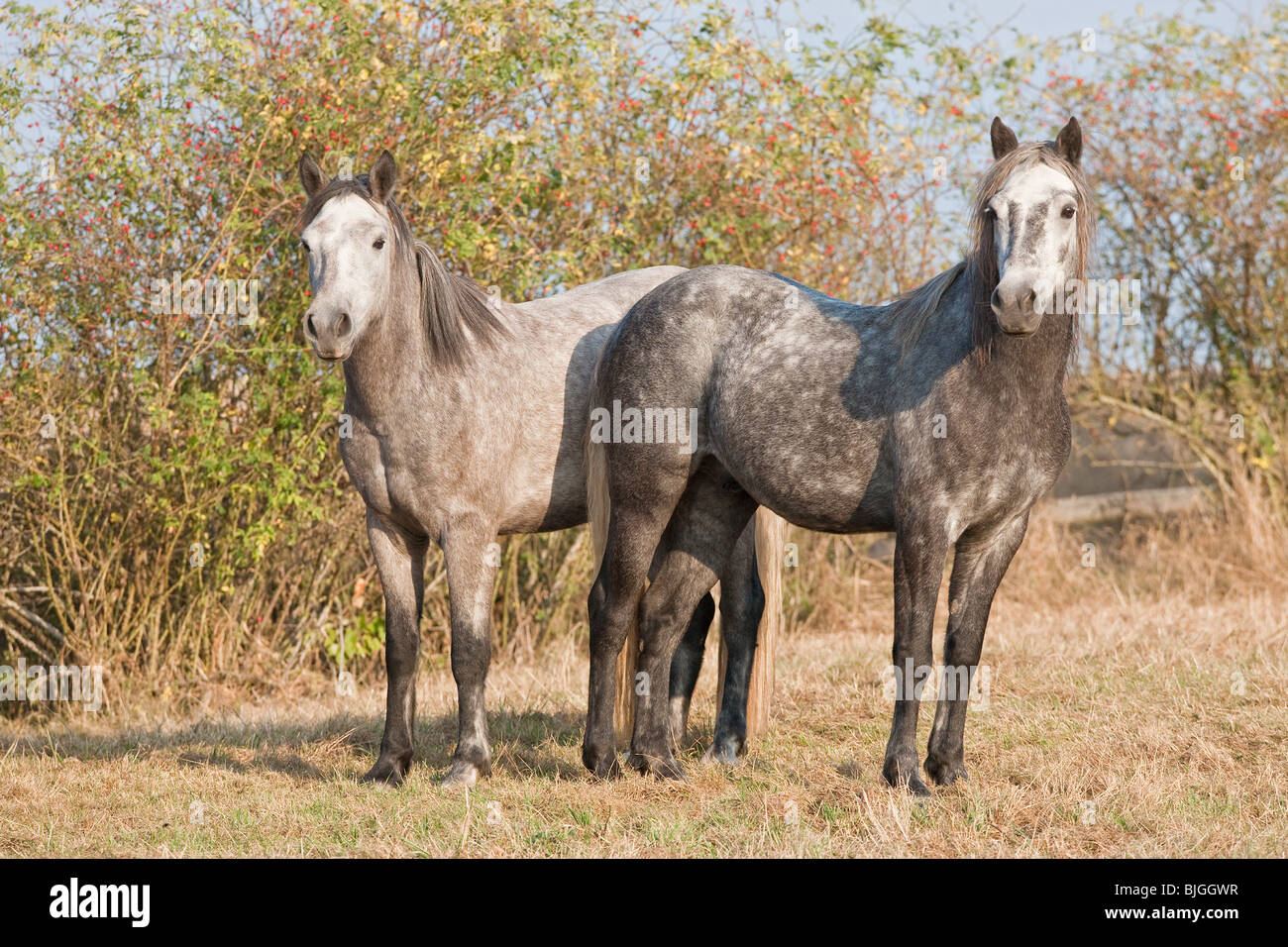 Deux chevaux Connemara debout Banque D'Images
