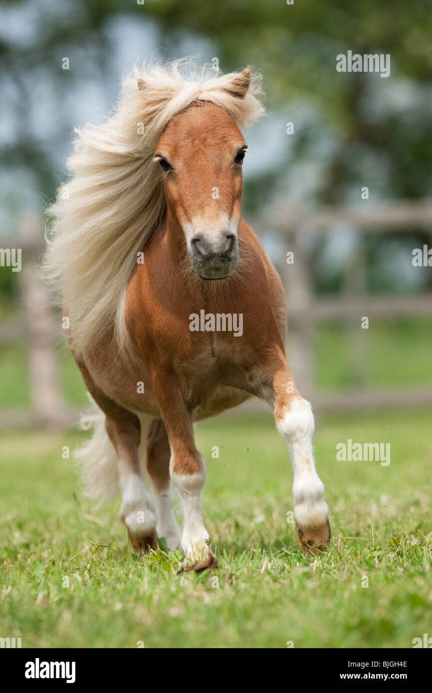 Falabella miniature horse galloping Banque de photographies et d’images