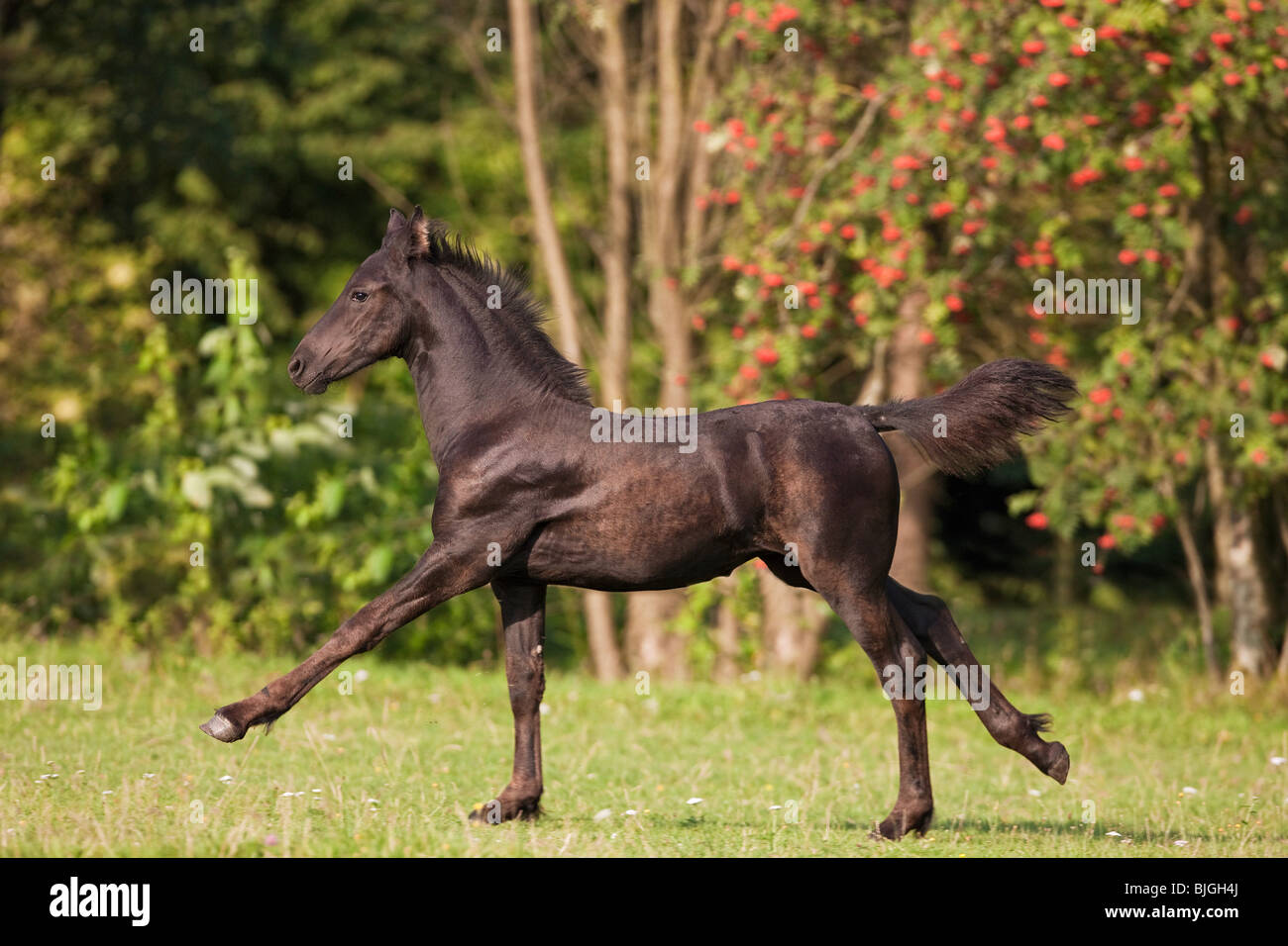 Cheval frison poulain exécutant meadow Banque D'Images