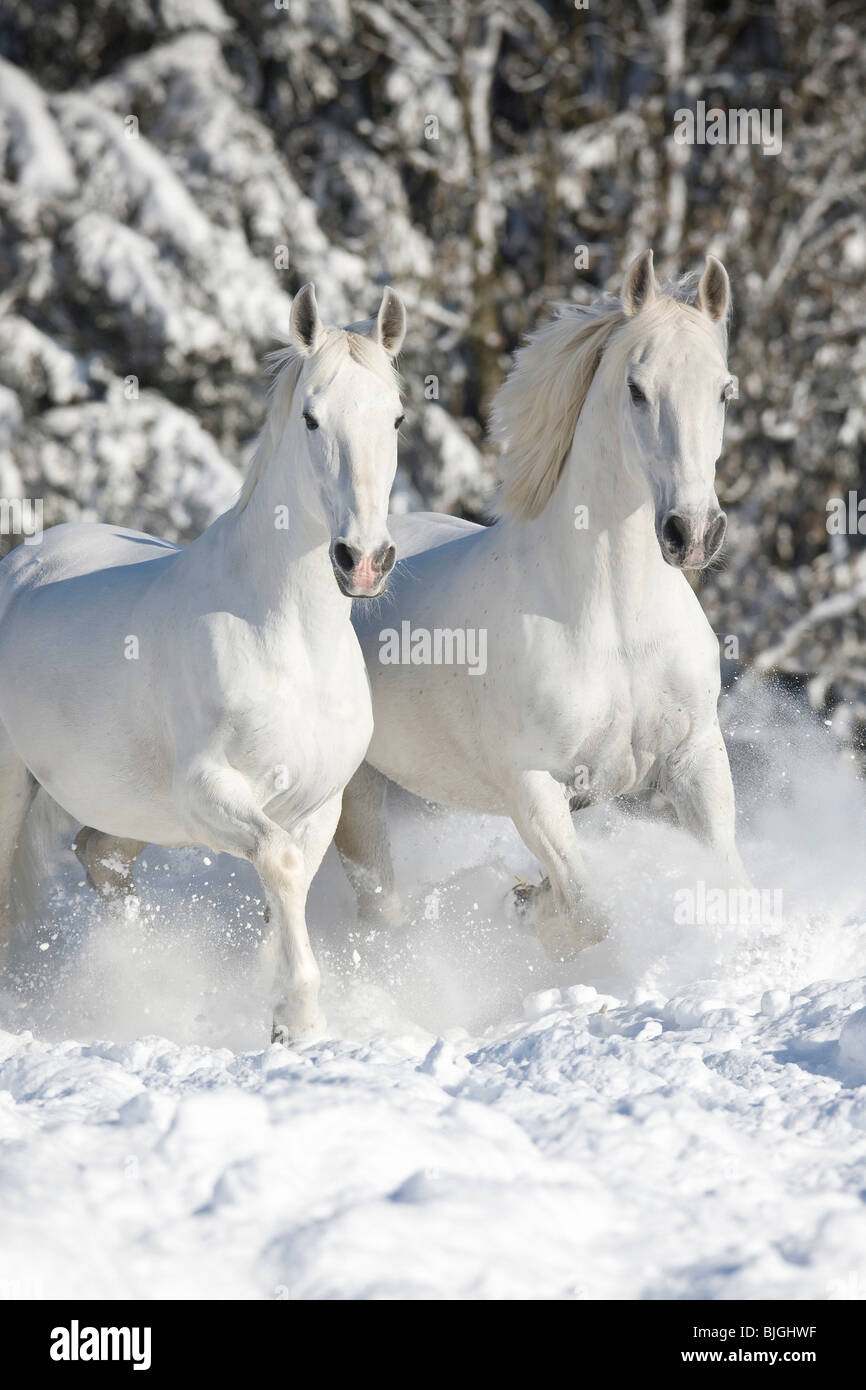 Deux chevaux Kladruber neige galopante Banque D'Images