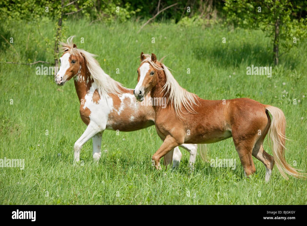Deux chevaux poney gallois walking meadow Banque D'Images
