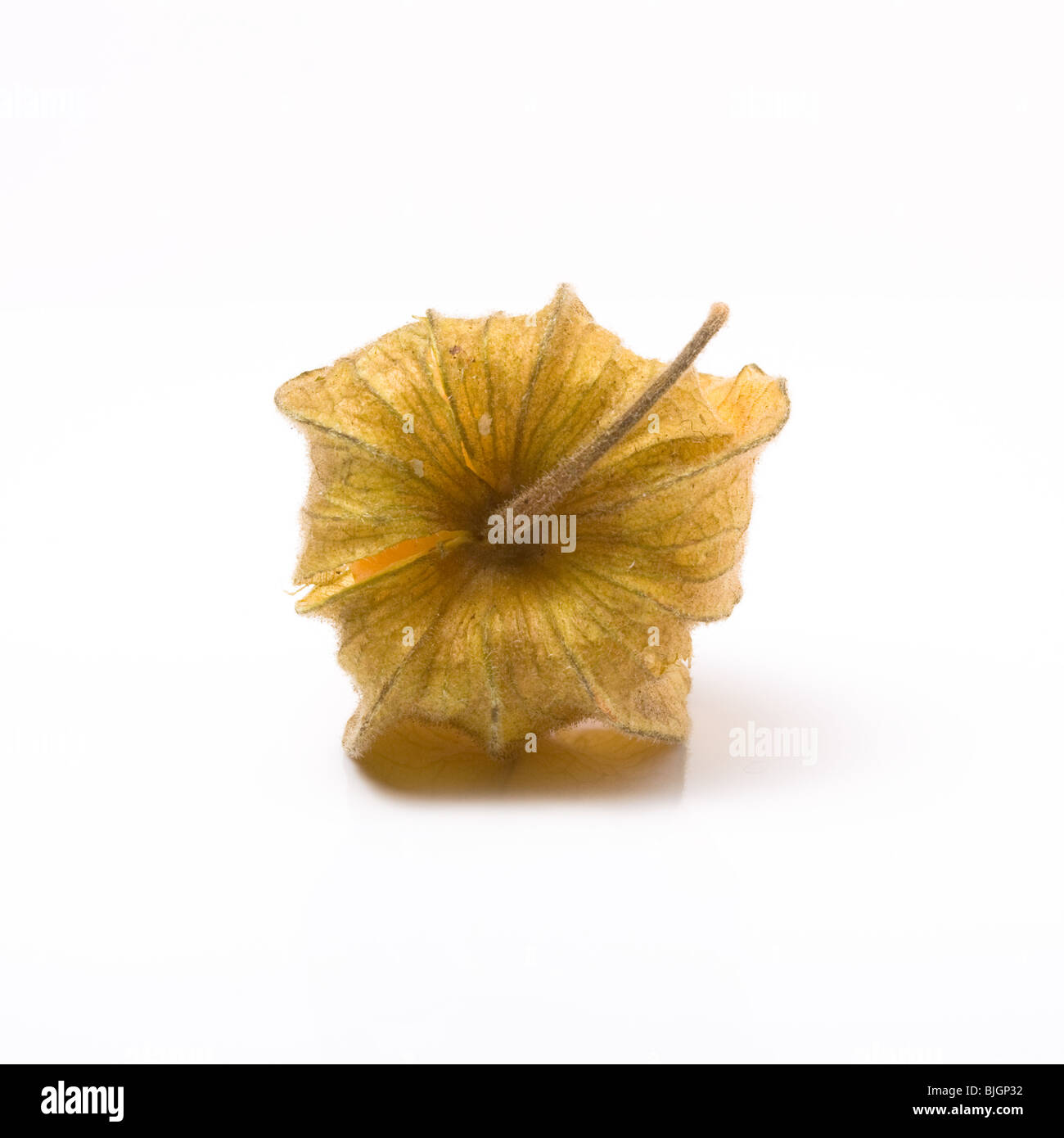 Seul Physalis également connu sous le nom de lampe chinoise isolés contre fond blanc. Banque D'Images
