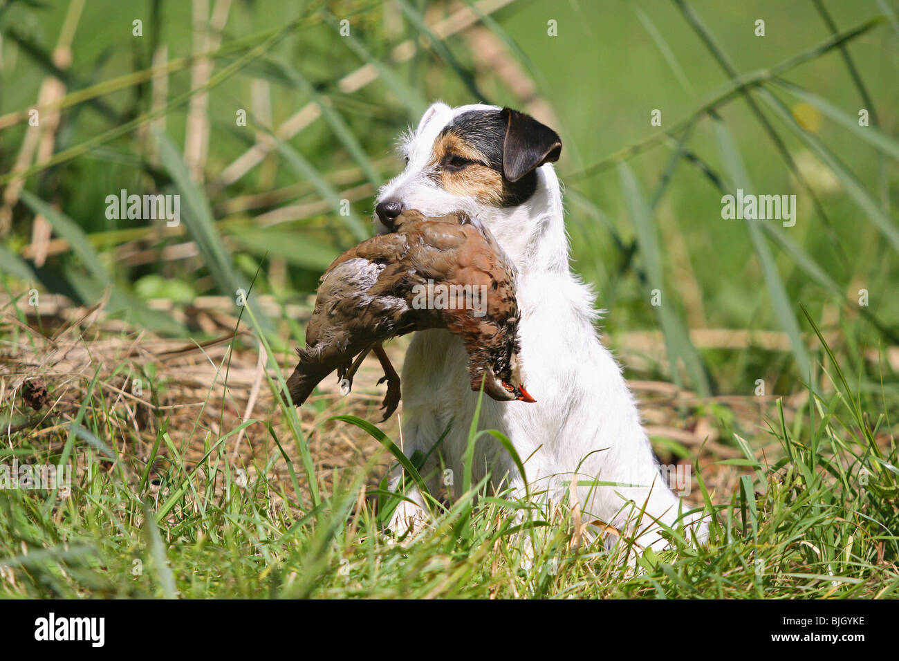 Parson Russell Terrier dog sitting proies meadow Banque D'Images