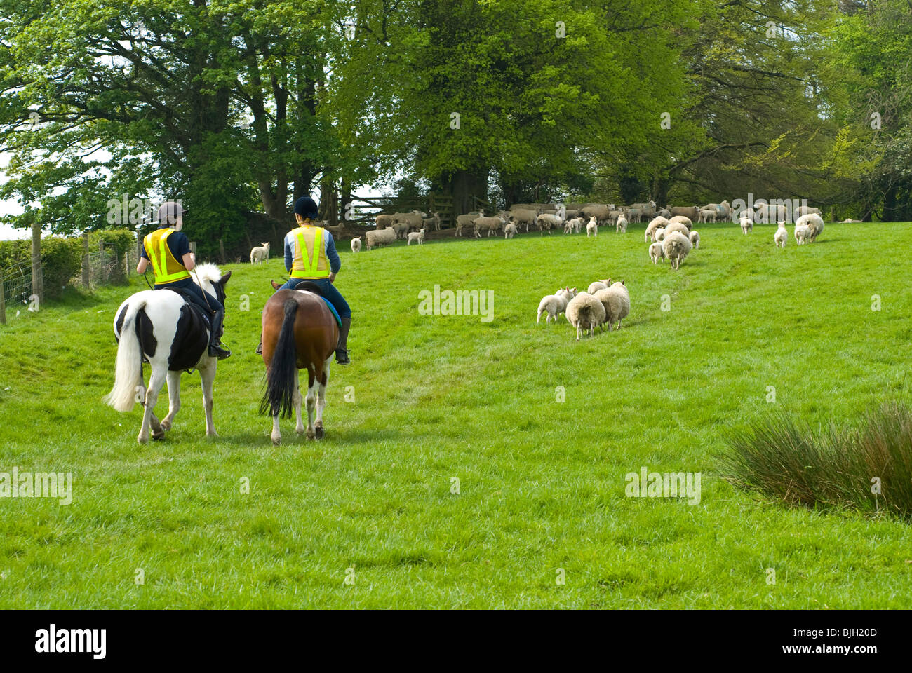 Deux cavaliers dans un champ avec des moutons Banque D'Images